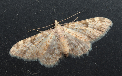 iNaturalist observation photo of Carpet Moths