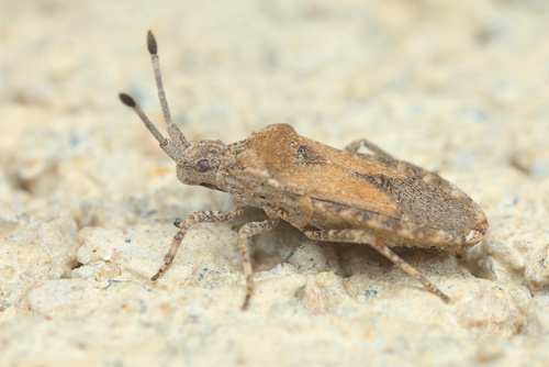 iNaturalist observation photo of Scolopocerus uhleri