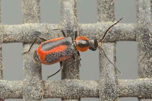 iNaturalist observation photo of Malachiini