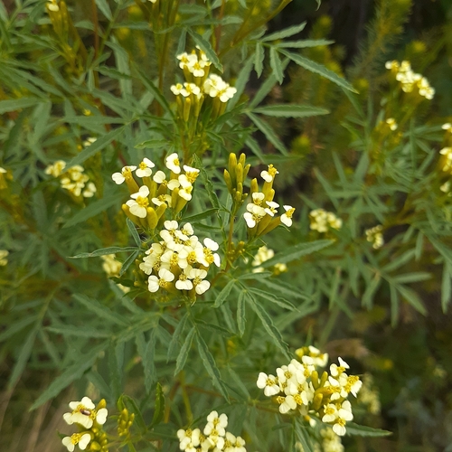 wild marigold