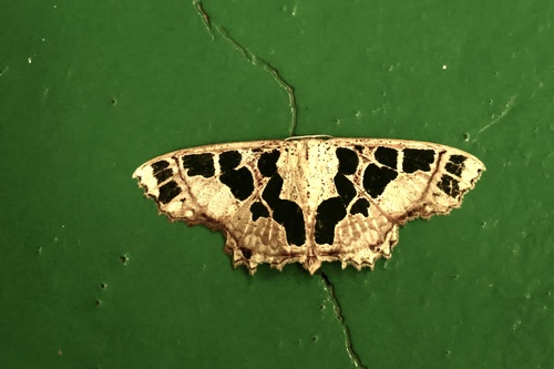 Scopula divisaria