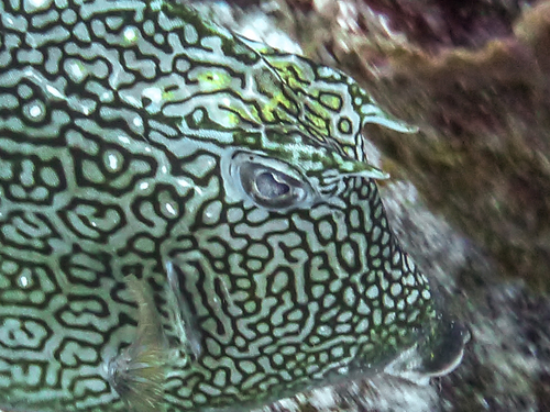 Honeycomb Cowfish