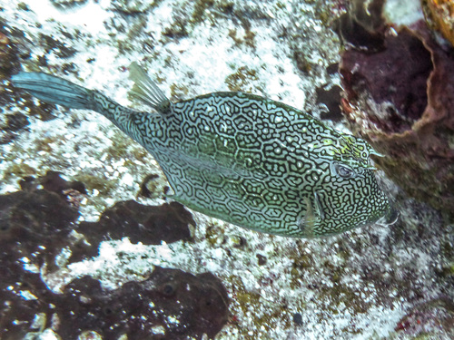 Honeycomb Cowfish