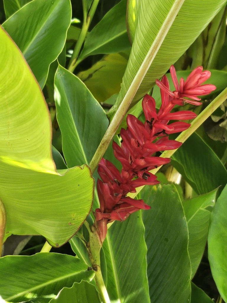 Red Ginger From Kapaʻa, Hi 96746, Usa On October 27, 2023 At 11:51 Am 