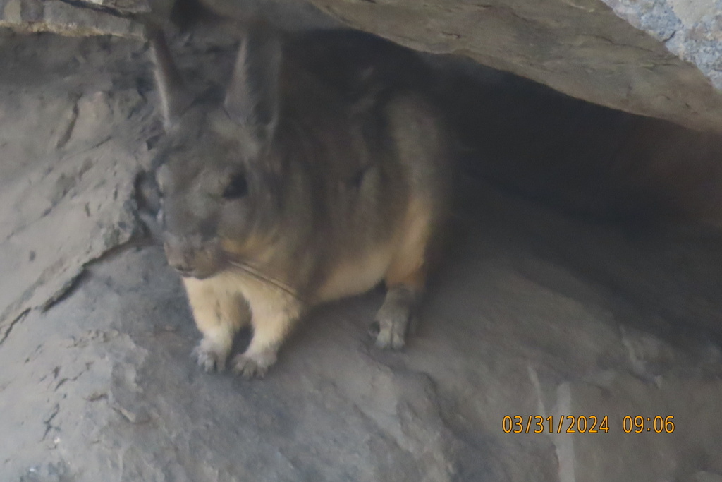 Mountain Viscacha from La Libertad, PE on March 31, 2024 at 03:06 PM by ...