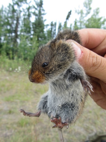 Taiga Vole (Animals of Gates of the Arctic National Park) · iNaturalist