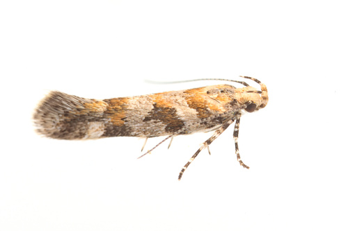 iNaturalist observation photo of Aristotelia