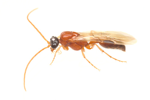iNaturalist observation photo of Brachycistis