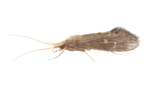 iNaturalist observation photo of Caddisflies