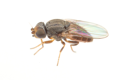 iNaturalist observation photo of Oscinellinae