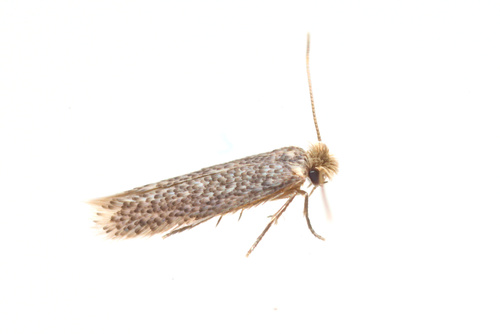 iNaturalist observation photo of Pygmy Eye-capped Moths