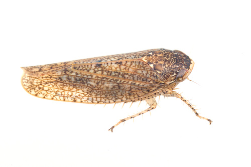 iNaturalist observation photo of Texananus