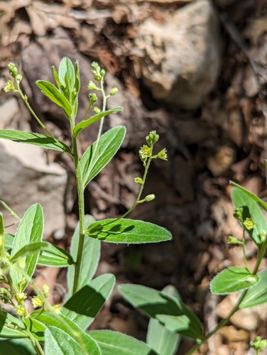 plateau silverbush (Argythamnia simulans)