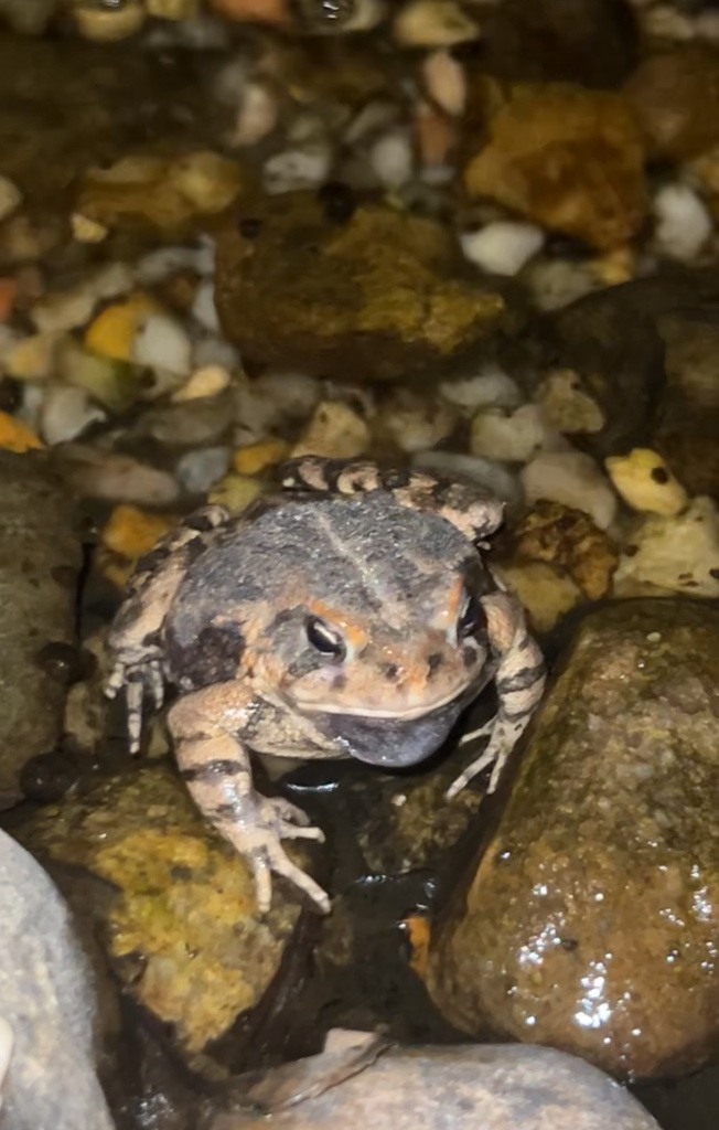 North American Toads from Dragonfly Trail, Chapel Hill, NC, US on April ...