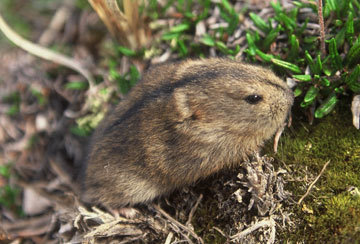 Collared Lemming - Arctic Polar Ecosystem (vonvon is a dweeb)