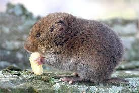 Singing Vole (Animals of Gates of the Arctic National Park) · iNaturalist