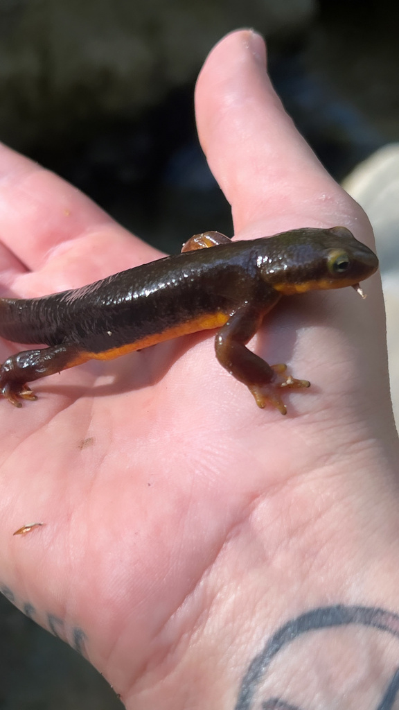 California Newt from Marshall Canyon Trail, La Verne, CA, US on April 2 ...