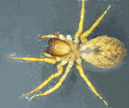 Amaurobius ruffoi