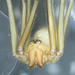 Troglohyphantes gestroi - Photo 由 Valerio Gerace 所上傳的 (c) Valerio Gerace，保留所有權利