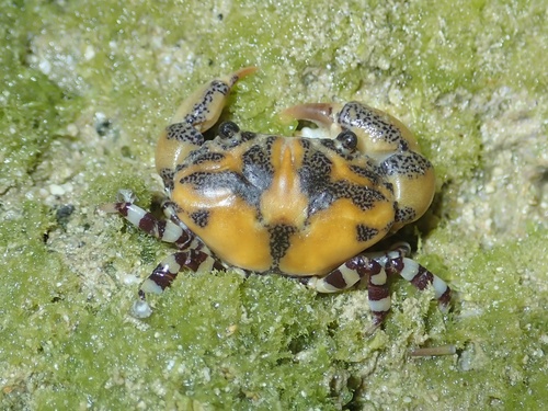Lydia annulipes (H.Milne Edwards, 1834)