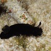 黑枝鰓海蛞蝓 - Photo 由 栗鼠 所上傳的 (c) 栗鼠，保留所有權利