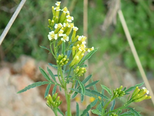 wild marigold