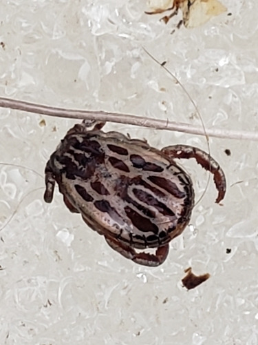 Winter tick