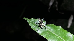 Exophthalmus nicaraguensis image
