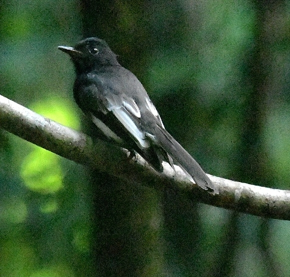 White-winged Fantail (Rhipidura cockerelli) photo