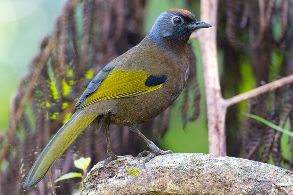 Malayan Laughingthrush photo