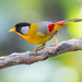 Silver-eared Mesia - Photo (c) Jono Dashper, all rights reserved, uploaded by Jono Dashper