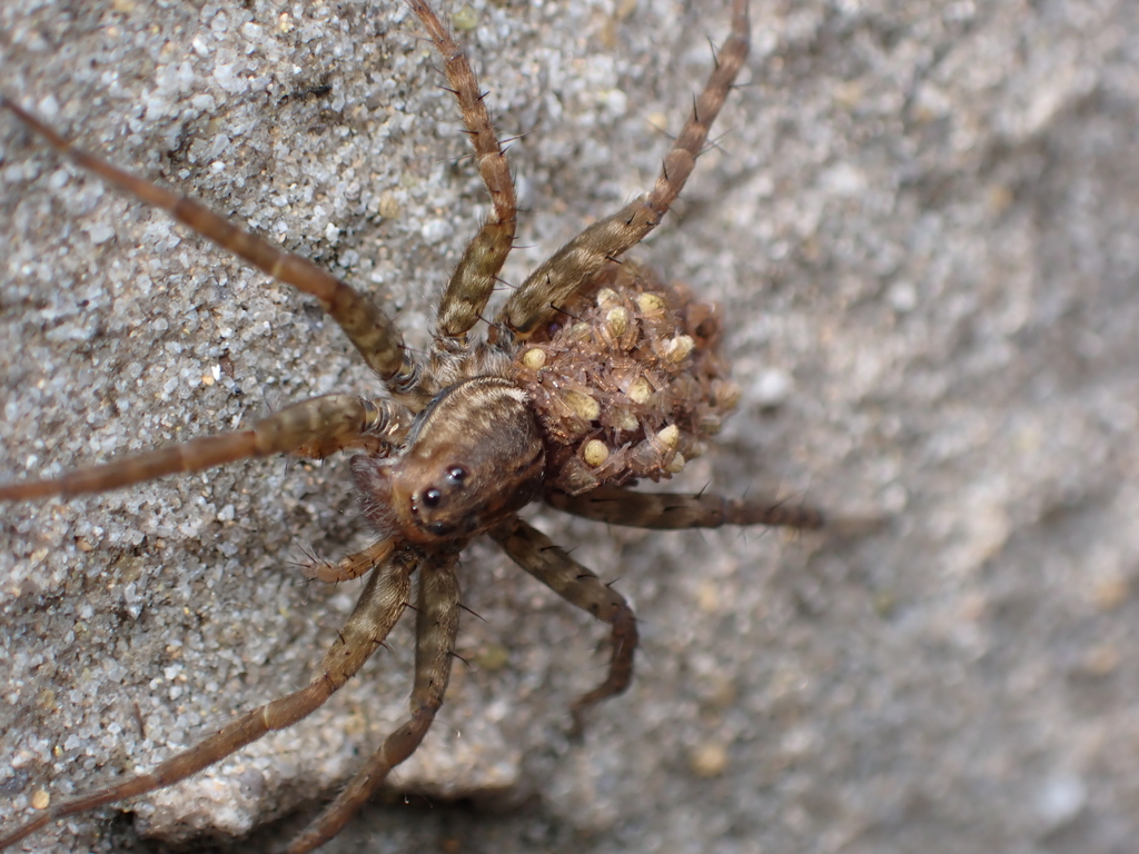 Thin-legged Wolf Spiders from Wetland Park Rd, Tin Shui Wai, Hong Kong ...