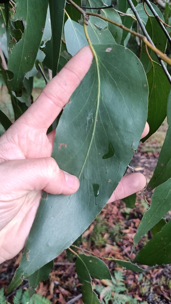 Brown-top Stringybark from Badger Creek VIC 3777, Australia on April 3 ...