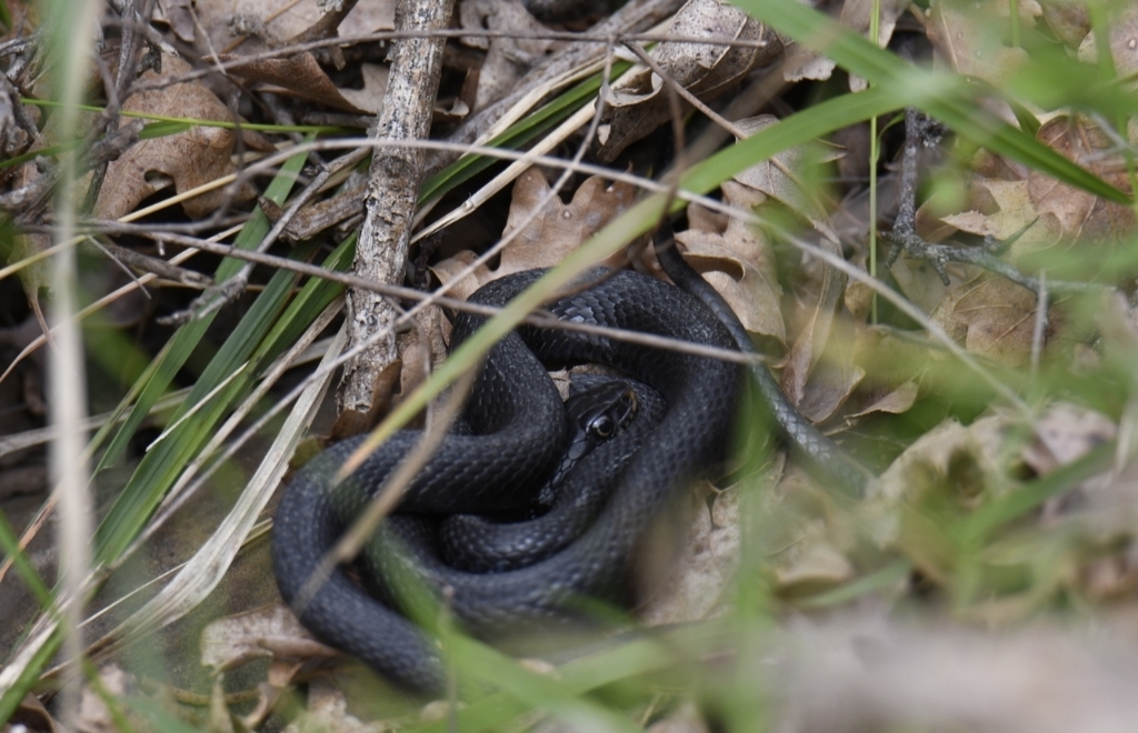 barred grass snake from 84040 Cannalonga SA, Italia on March 31, 2024 ...