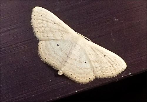 Scopula