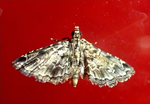 Sufetula
