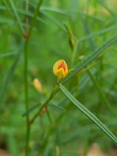 horsekiller (Zornia leptophylla)