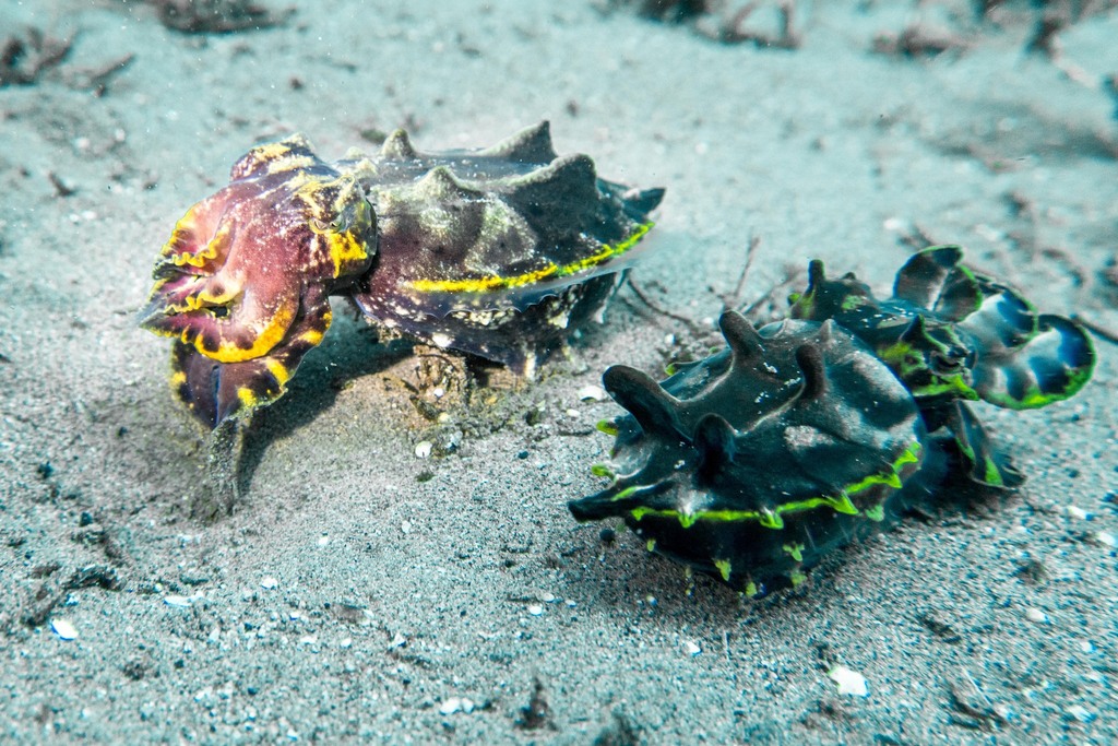 Flamboyant Cuttlefish from Dauin, Negros Oriental, Philippines on ...