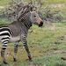 Mountain Zebra - Photo (c) patrick-monney, all rights reserved