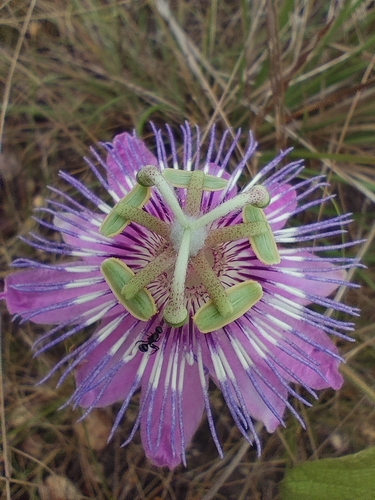 Passiflora urbaniana