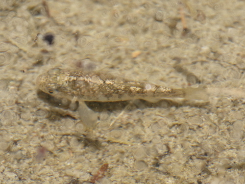 Sonoyta Pupfish