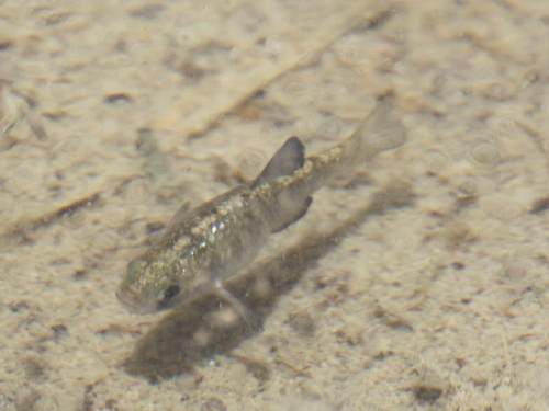 Sonoyta Pupfish