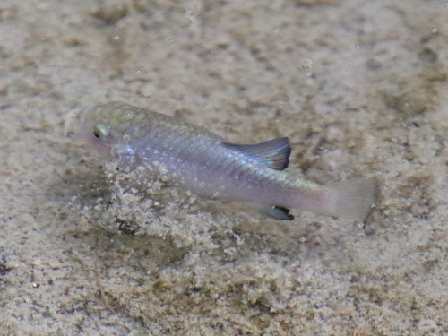 Sonoyta Pupfish