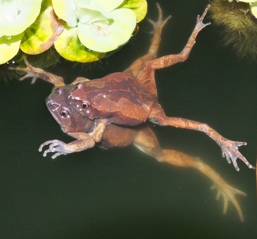 Luzon Narrow-Mouthed Frog - Photo (c) Tony Gerard, all rights reserved, uploaded by Tony Gerard