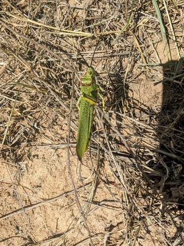 Green Milkweed Locust