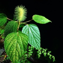 Acalypha alopecuroidea image