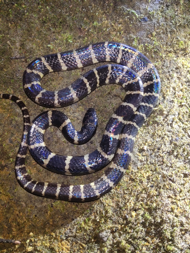 Andaman Krait (Bungarus andamanensis)