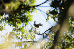 Accipiter bicolor image