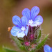 Cretan Alkanet - Photo (c) sylb, all rights reserved, uploaded by sylb