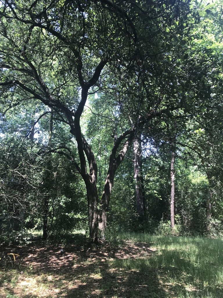 southern live oak from W. Goodrich Jones State Forest, Conroe, TX, US ...